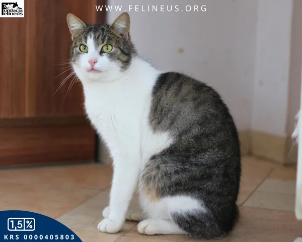 Kot do adopcji, Chmielnik, 16 lipca 2024 (2/4)
