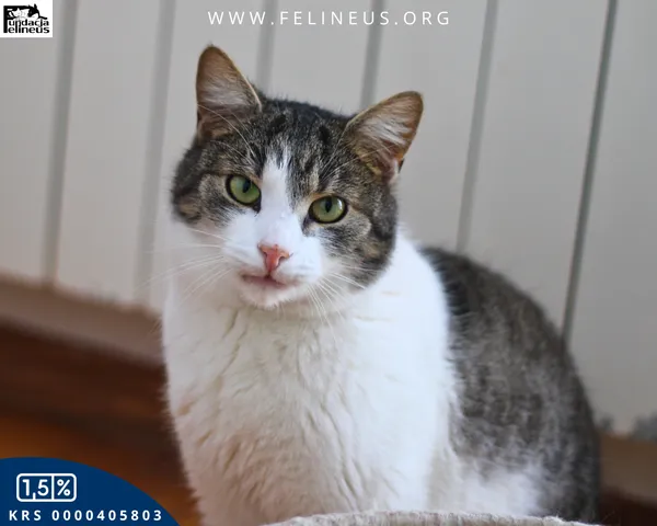 Kot do adopcji, Chmielnik, 16 lipca 2024 (3/4)