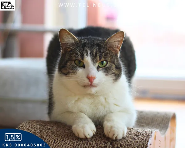 Kot do adopcji, Chmielnik, 16 lipca 2024 (4/4)