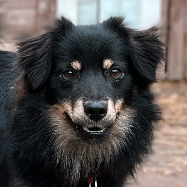 Pies do adopcji, Korabiewice, 16 lipca 2024 (1/5)