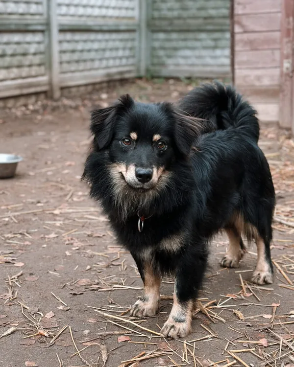 Pies do adopcji, Korabiewice, 16 lipca 2024 (5/5)