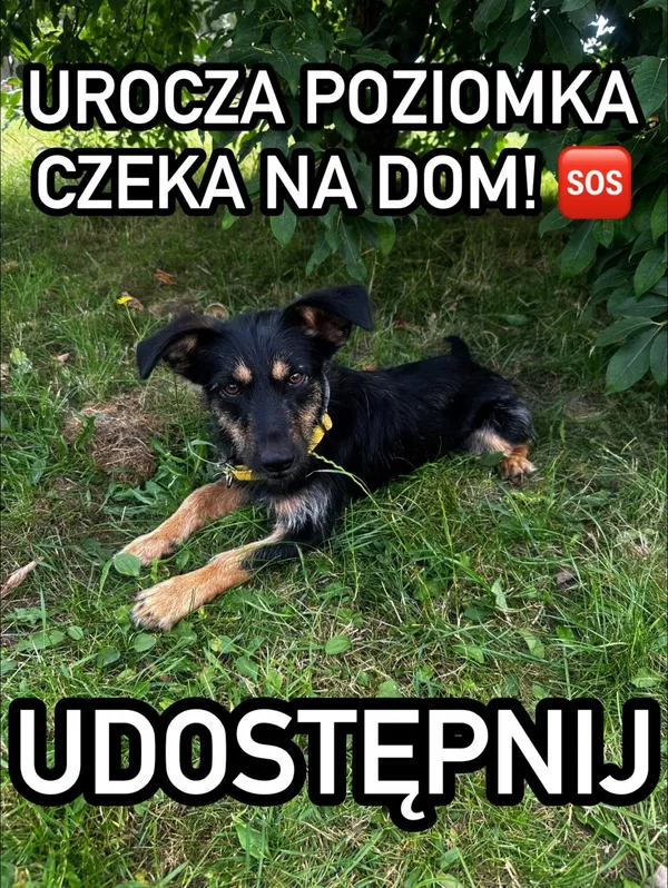 Pies do adopcji, Korabiewice, 16 lipca 2024 (5/5)