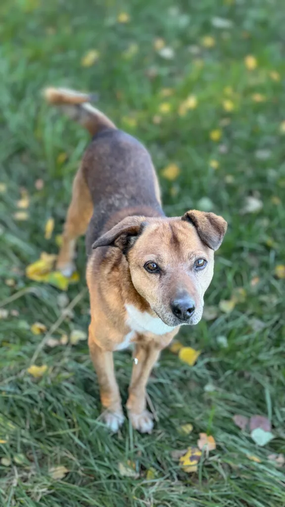 Pies do adopcji, Korabiewice, 16 lipca 2024 (1/5)