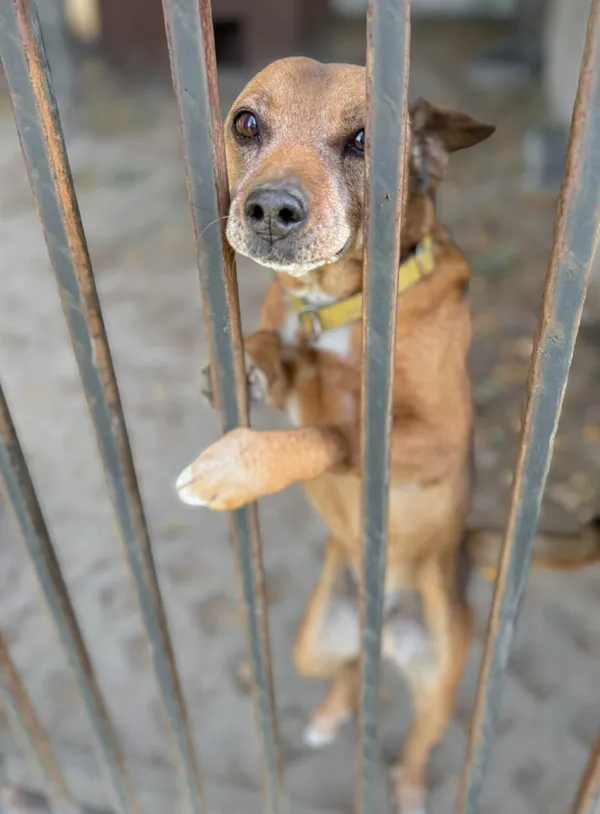 Pies do adopcji, Korabiewice, 16 lipca 2024 (3/5)