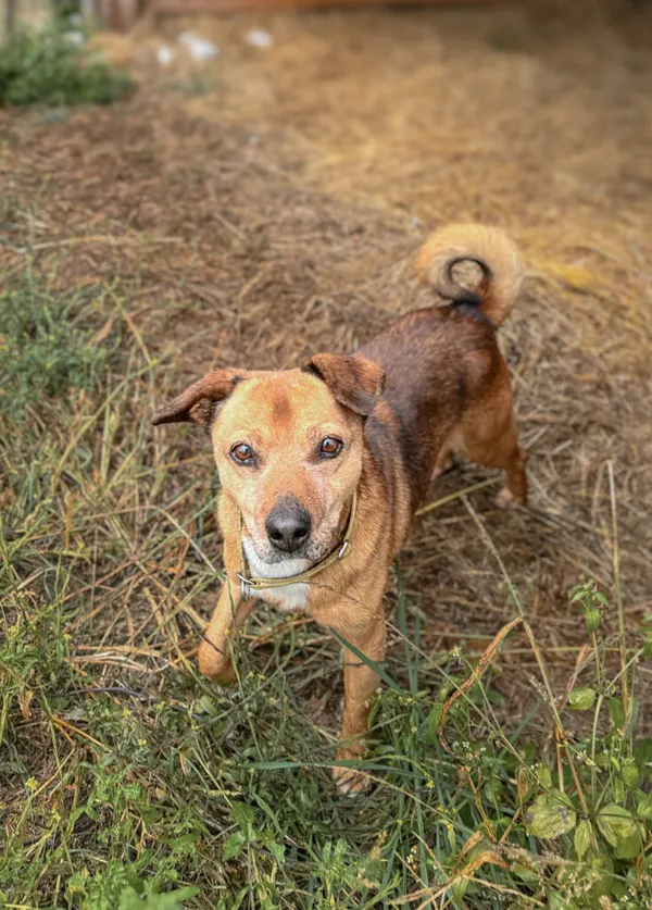 Pies do adopcji, Korabiewice, 16 lipca 2024 (4/5)