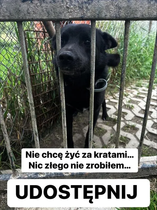Pies do adopcji, Korabiewice, 16 lipca 2024 (4/5)