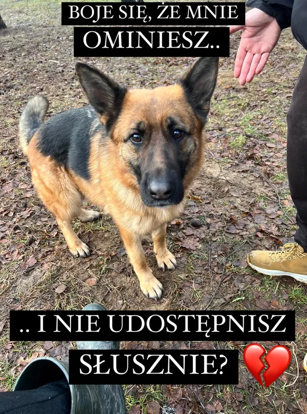 Pies do adopcji, Korabiewice, 16 lipca 2024 (1/5)