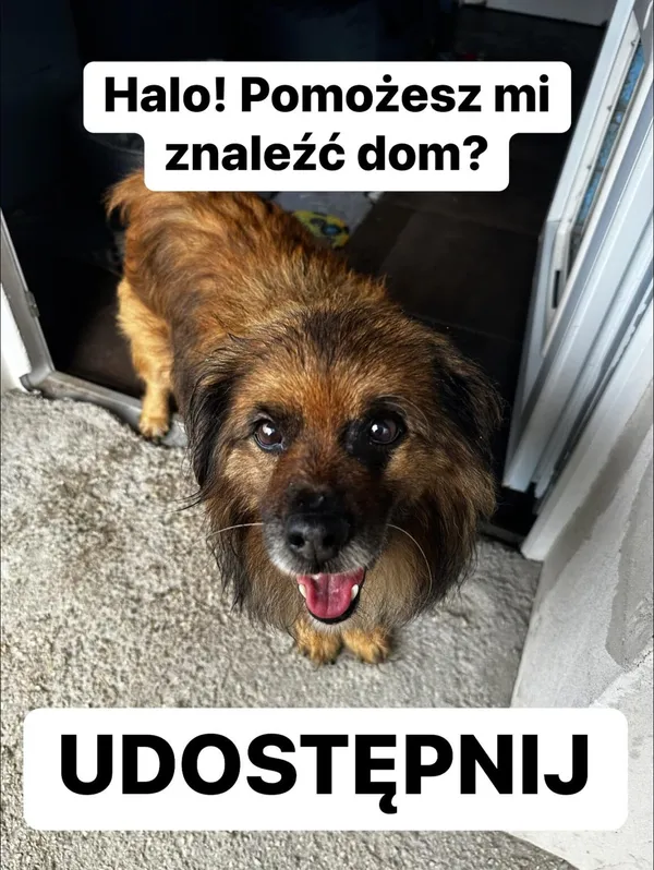 Pies do adopcji, Korabiewice, 16 lipca 2024 (2/5)