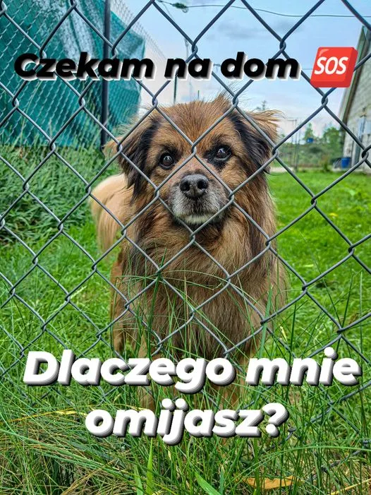 Pies do adopcji, Korabiewice, 16 lipca 2024 (4/5)