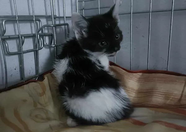 Kot do adopcji, Sosnowiec, 15 lipca 2024