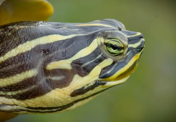 Znaleziono zwierzę, Lublin, 13 lipca 2024