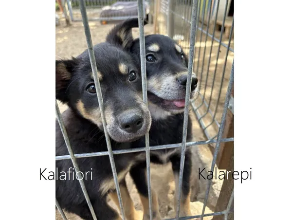 Pies do adopcji, Przyborówko, 17 lipca 2024
