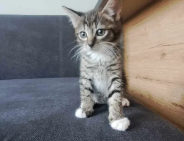 Kot do adopcji, Świdnica, 26 czerwca 2024