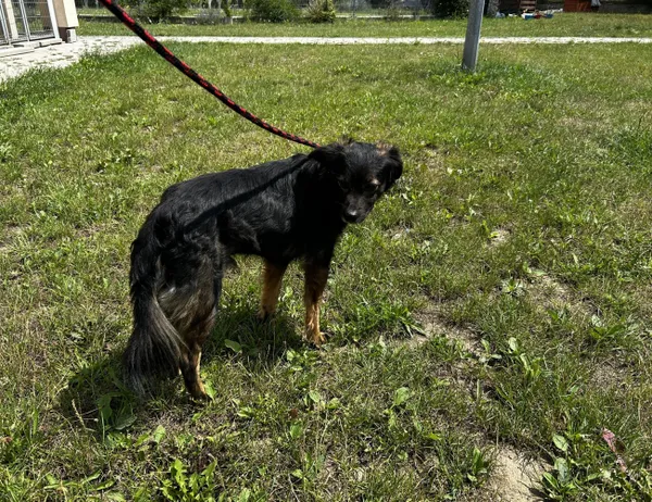 Znaleziono psa, Świdnica, 18 lipca 2024