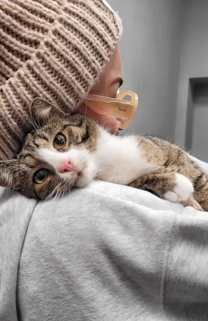 Kot do adopcji, Piła, 28 kwietnia 2024 (1/4)