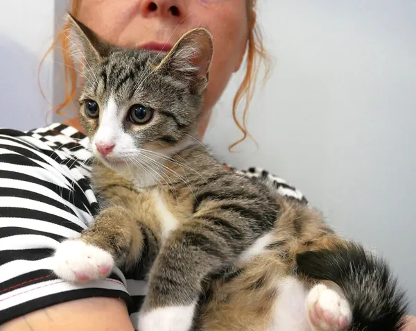 Kot do adopcji, Piła, 28 kwietnia 2024 (3/4)