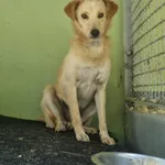 Pies do adopcji