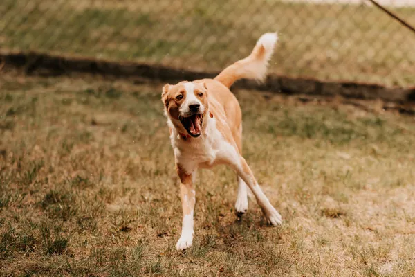 Pies do adopcji, Czartki, 22 lipca 2024 (1/5)