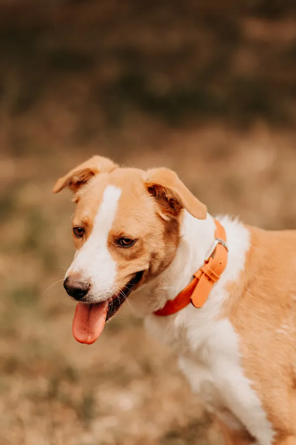 Pies do adopcji, Czartki, 22 lipca 2024 (4/5)