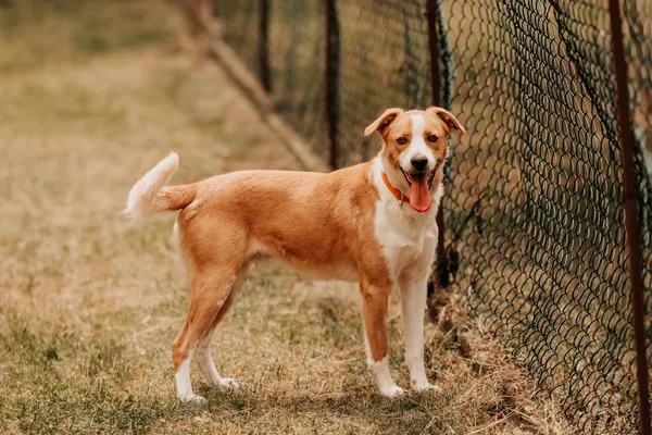 Pies do adopcji, Czartki, 22 lipca 2024 (5/5)