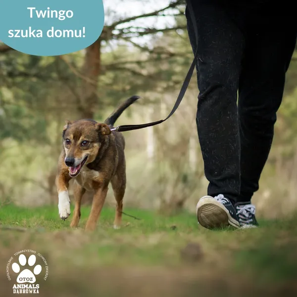 Znaleziono psa, Dąbrówka, 15 kwietnia 2025