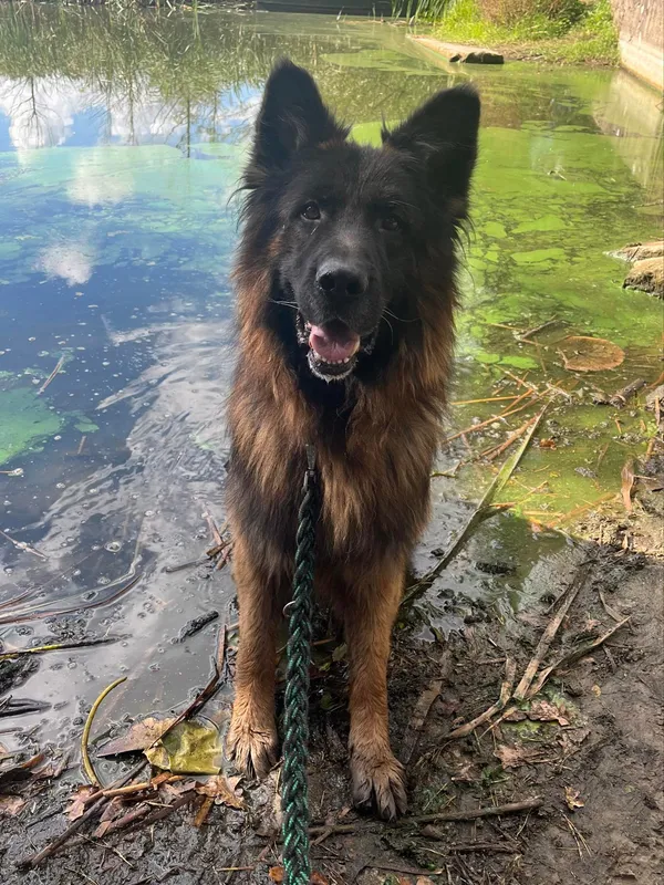 Pies do adopcji, Włocławek, 23 lipca 2024 (1/5)