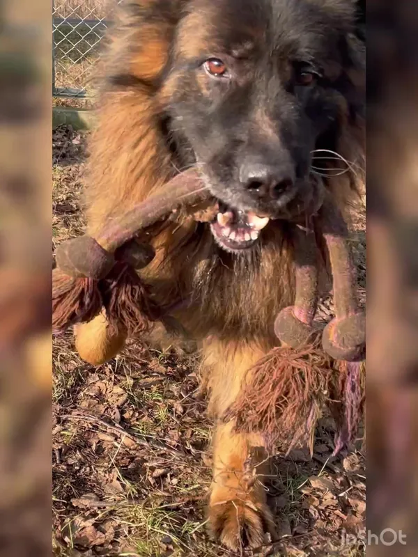 Pies do adopcji, Włocławek, 23 lipca 2024 (2/5)