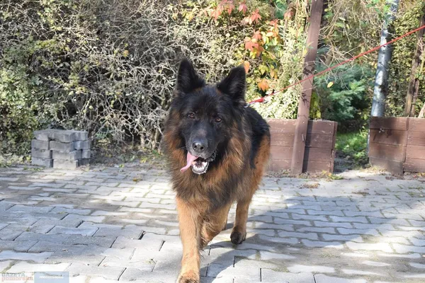 Pies do adopcji, Włocławek, 23 lipca 2024 (4/5)