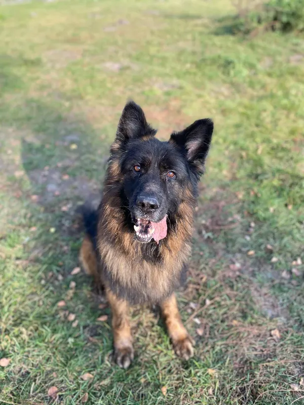 Pies do adopcji, Włocławek, 23 lipca 2024 (5/5)