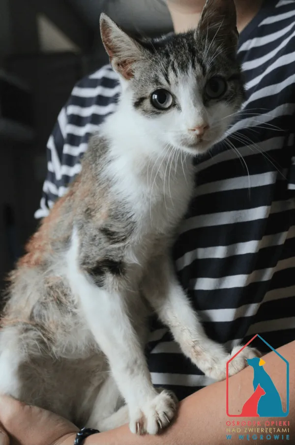 Kot do adopcji, Węgrowo, 6 lipca 2024