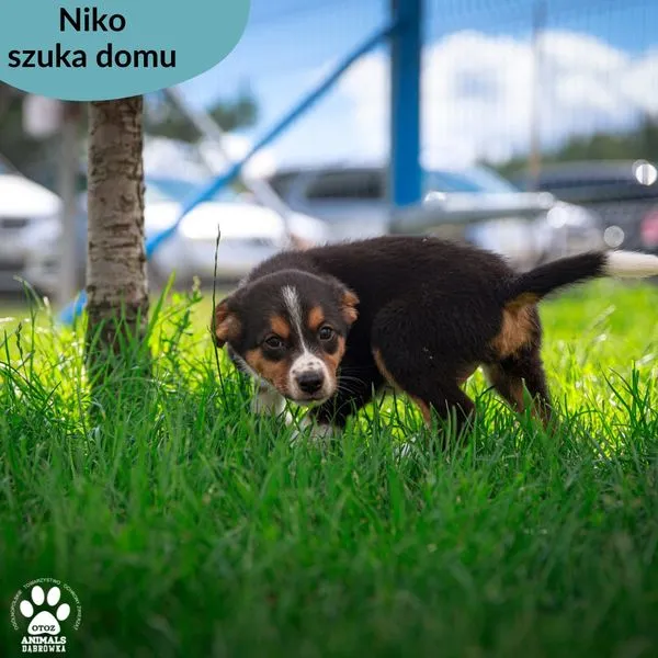 Pies do adopcji, Dąbrówka, 24 lipca 2024 (2/5)