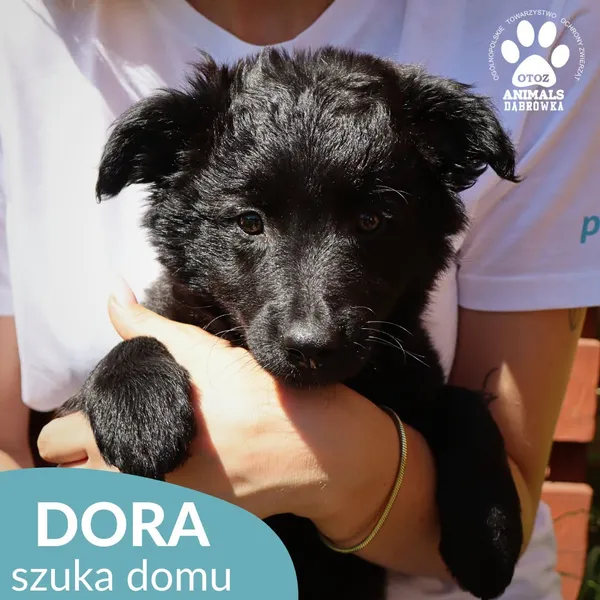 Pies do adopcji, Dąbrówka, 23 czerwca 2026 (1/4)