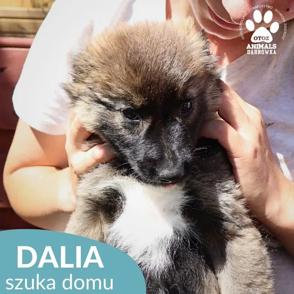 Pies do adopcji, Dąbrówka, 23 czerwca 2026 (3/4)