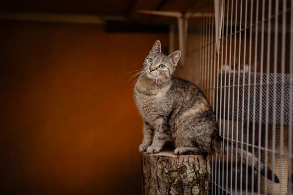 Kot do adopcji, Częstochowa, 4 czerwca 2024 (1/5)