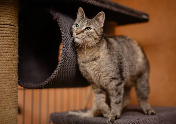 Kot do adopcji, Częstochowa, 4 czerwca 2024 (2/5)