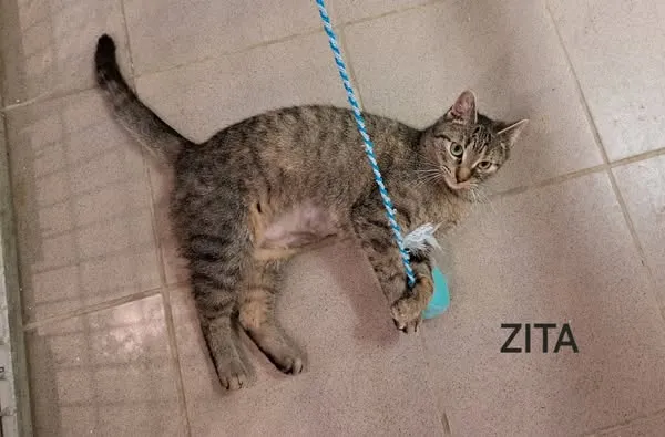 Kot do adopcji, Częstochowa, 4 czerwca 2024 (3/5)