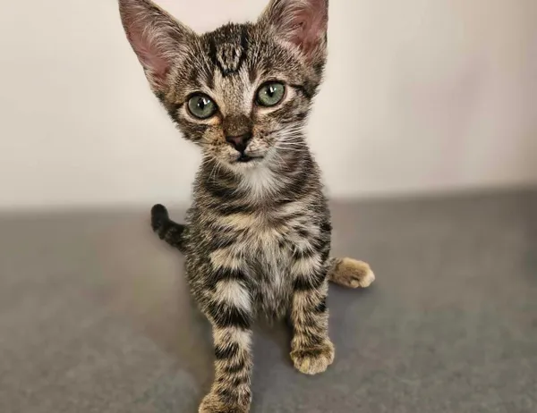 Kot do adopcji, Świdnica, 6 czerwca 2024