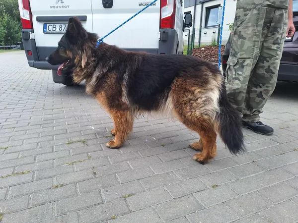 Znaleziono psa, Bydgoszcz, 24 lipca 2024