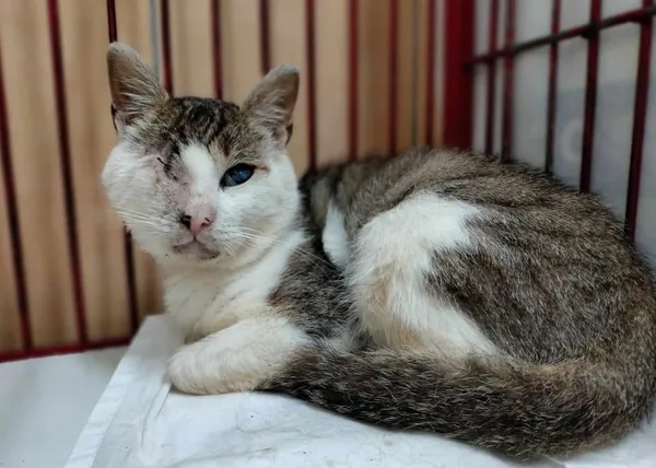 Znaleziono kota, Chojnice, 24 lipca 2024