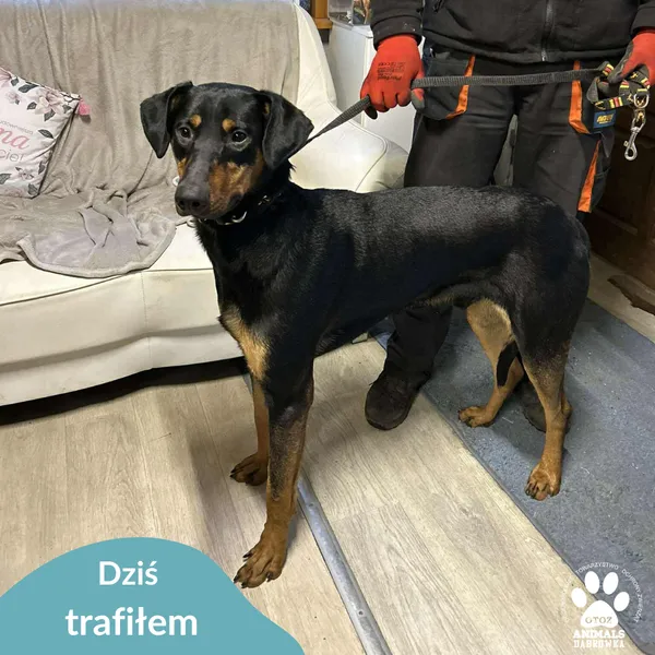 Znaleziono psa, Dąbrówka, 19 listopada 2025