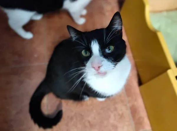 Znaleziono kota, Chojnice, 23 lipca 2024