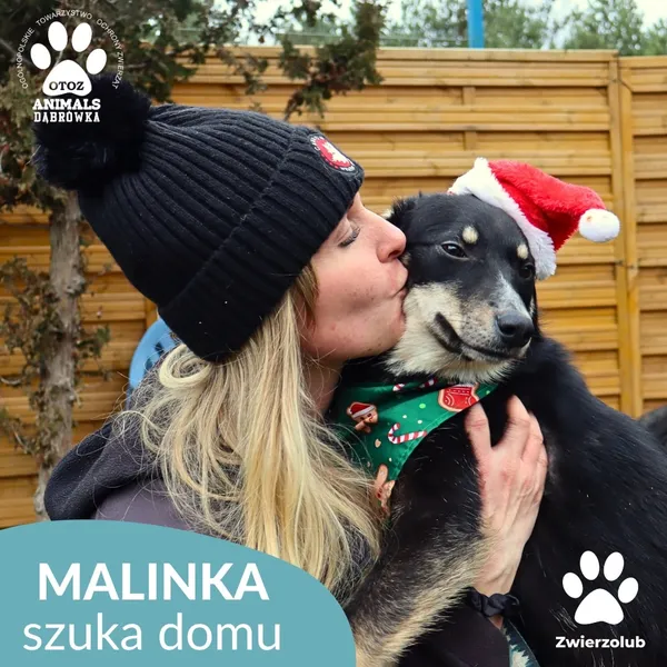 Znaleziono psa, Dąbrówka, 23 grudnia 2025 (2/4)