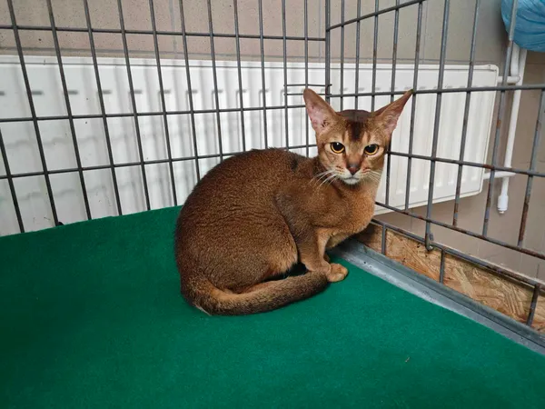 Znaleziono kota, Bydgoszcz, 16 lipca 2024