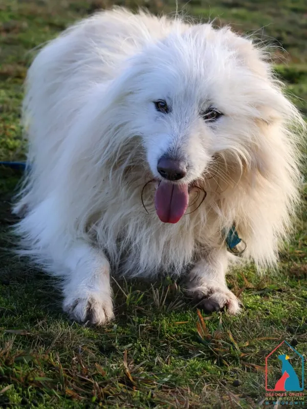 Pies do adopcji, Grudziądz, 22 czerwca 2024 (3/5)