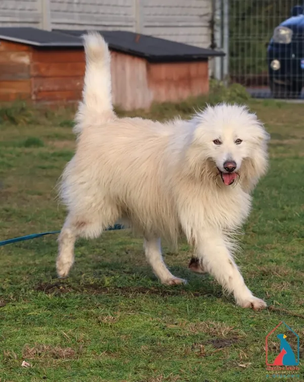 Pies do adopcji, Grudziądz, 22 czerwca 2024 (4/5)