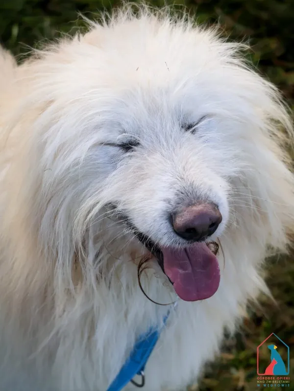 Pies do adopcji, Grudziądz, 22 czerwca 2024 (5/5)