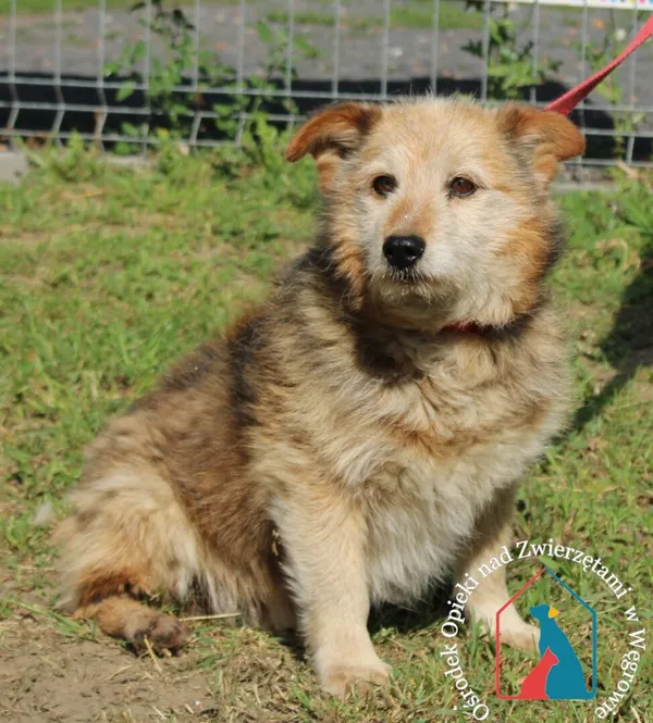 Pies do adopcji, Węgrowo, 21 czerwca 2024