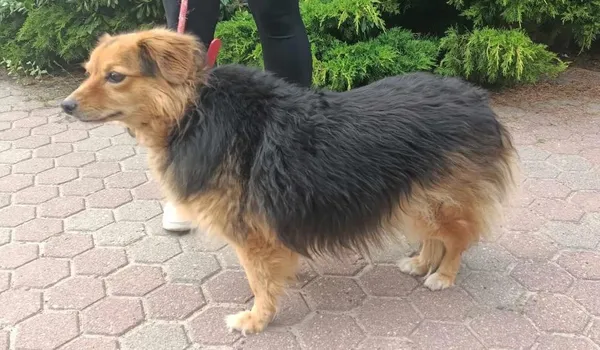 Znaleziono psa, Toruń, 26 lipca 2024