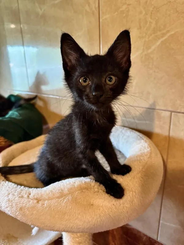 Kot do adopcji, Korabiewice, 28 lipca 2024 (1/3)