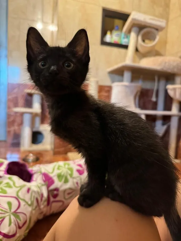 Kot do adopcji, Korabiewice, 28 lipca 2024 (2/3)